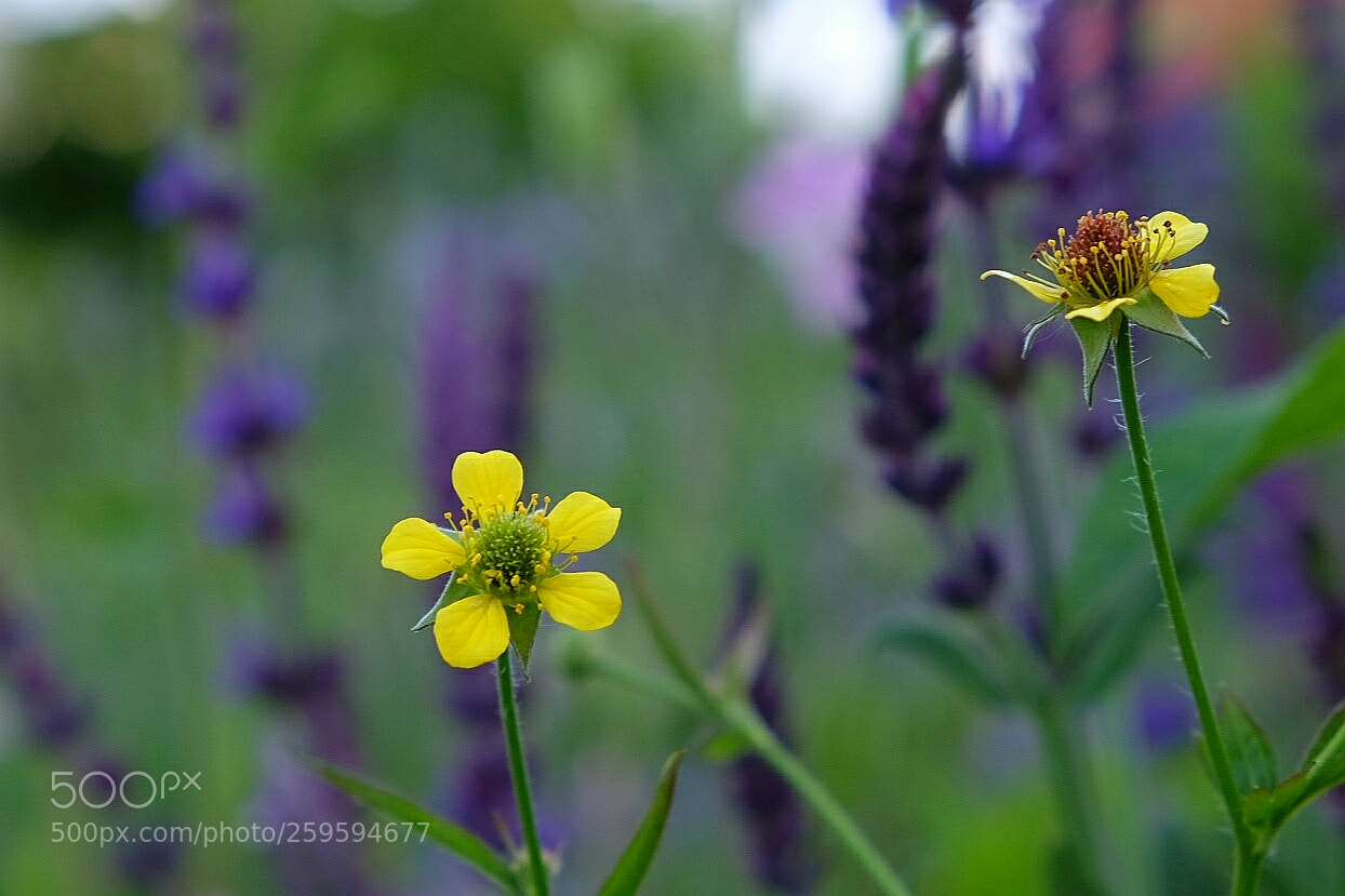 Fujifilm X-T1 sample photo. Untitled photography