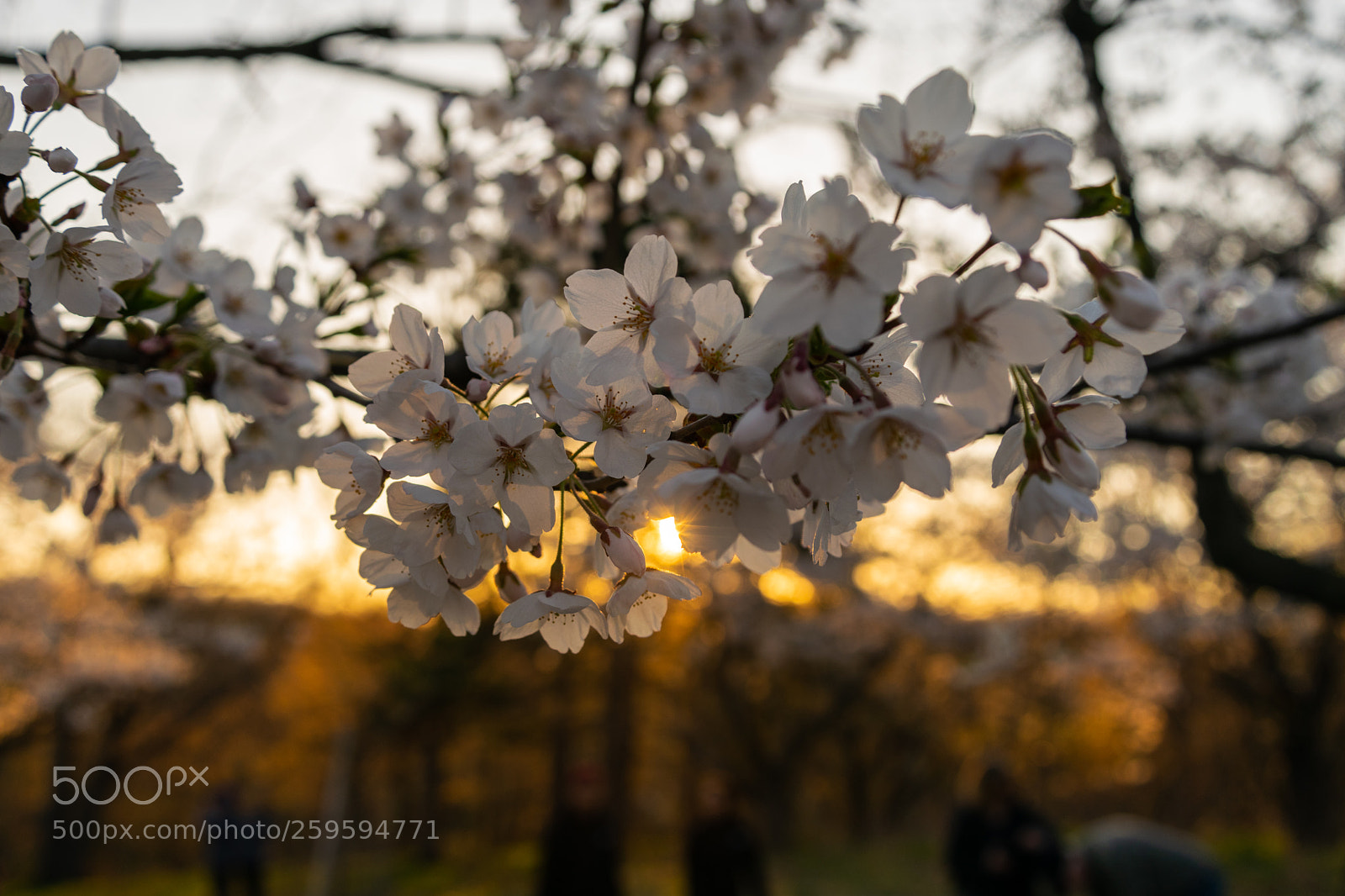 Nikon D3300 sample photo. Cherry blossoms at sunset photography