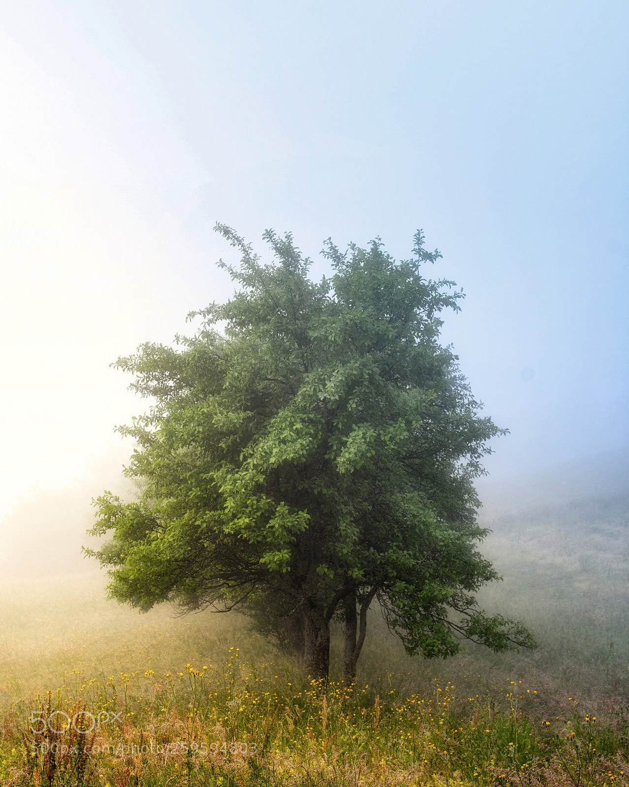 Nikon D7200 sample photo. Trees photography