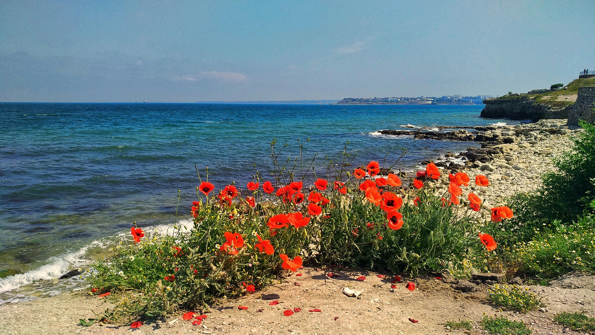 Xiaomi MI MAX 2 sample photo. Sea and poppies photography