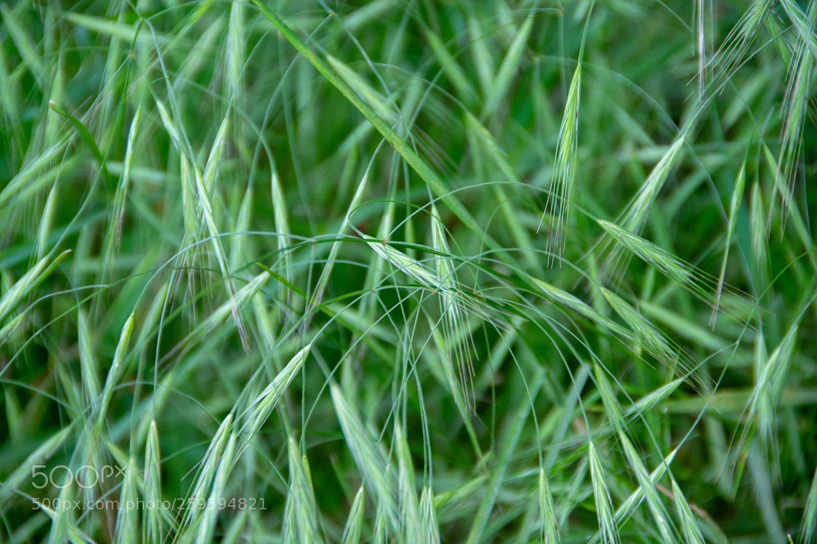Nikon D7100 sample photo. Wispy green photography