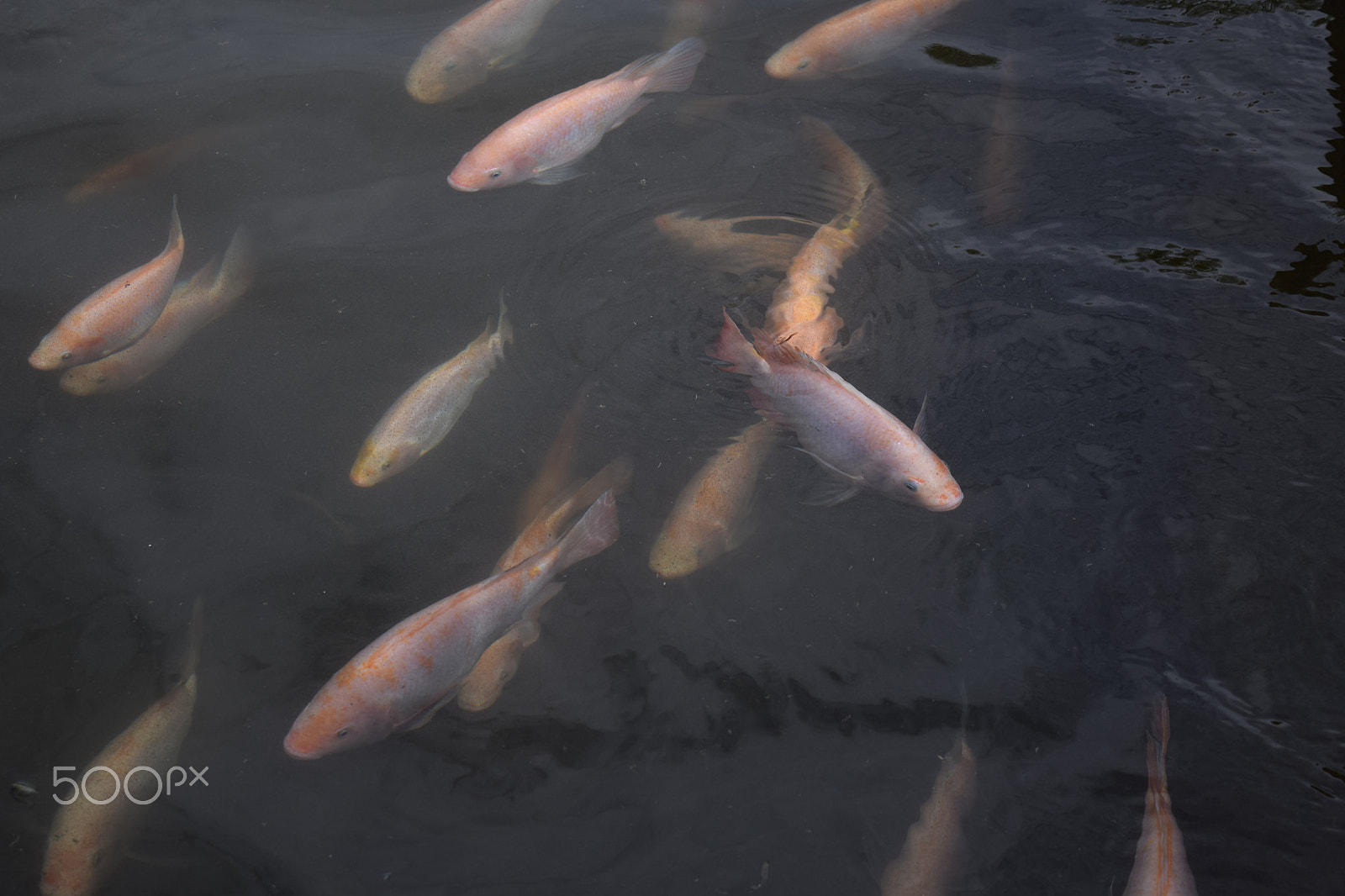 Nikon D5300 sample photo. Mojarra photography