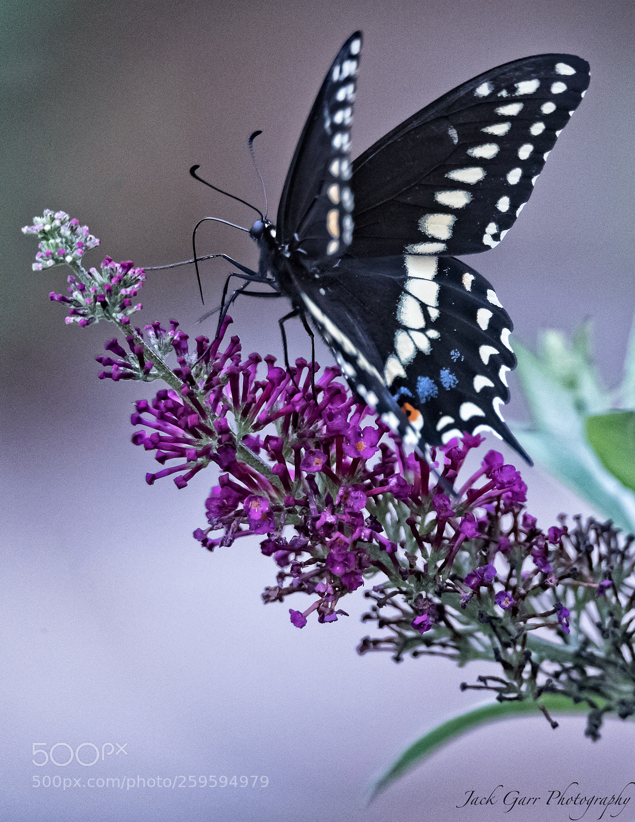 Canon EOS-1D X Mark II sample photo. Black swallowtail photography
