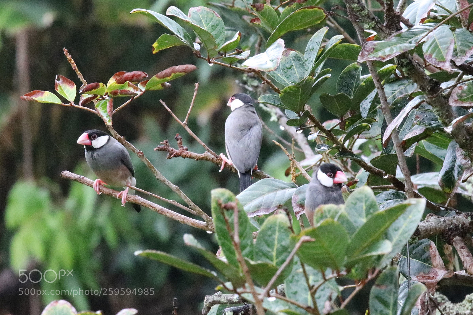 Canon EOS 80D sample photo. Beautiful finches photography