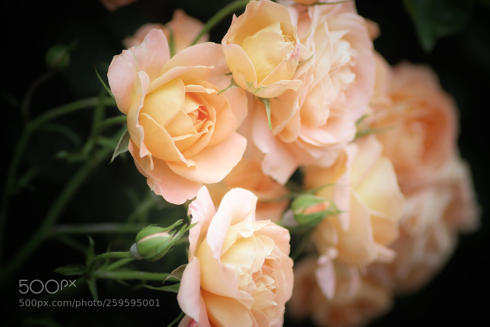 Canon EOS 80D sample photo. Untitled photography