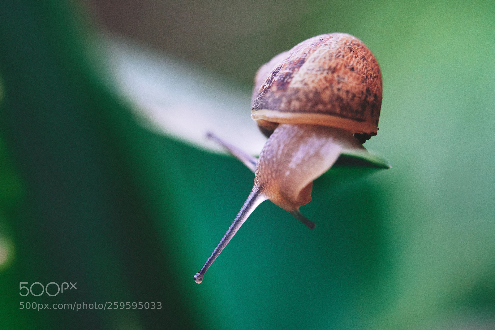 Fujifilm X-H1 sample photo. Snail_1 photography