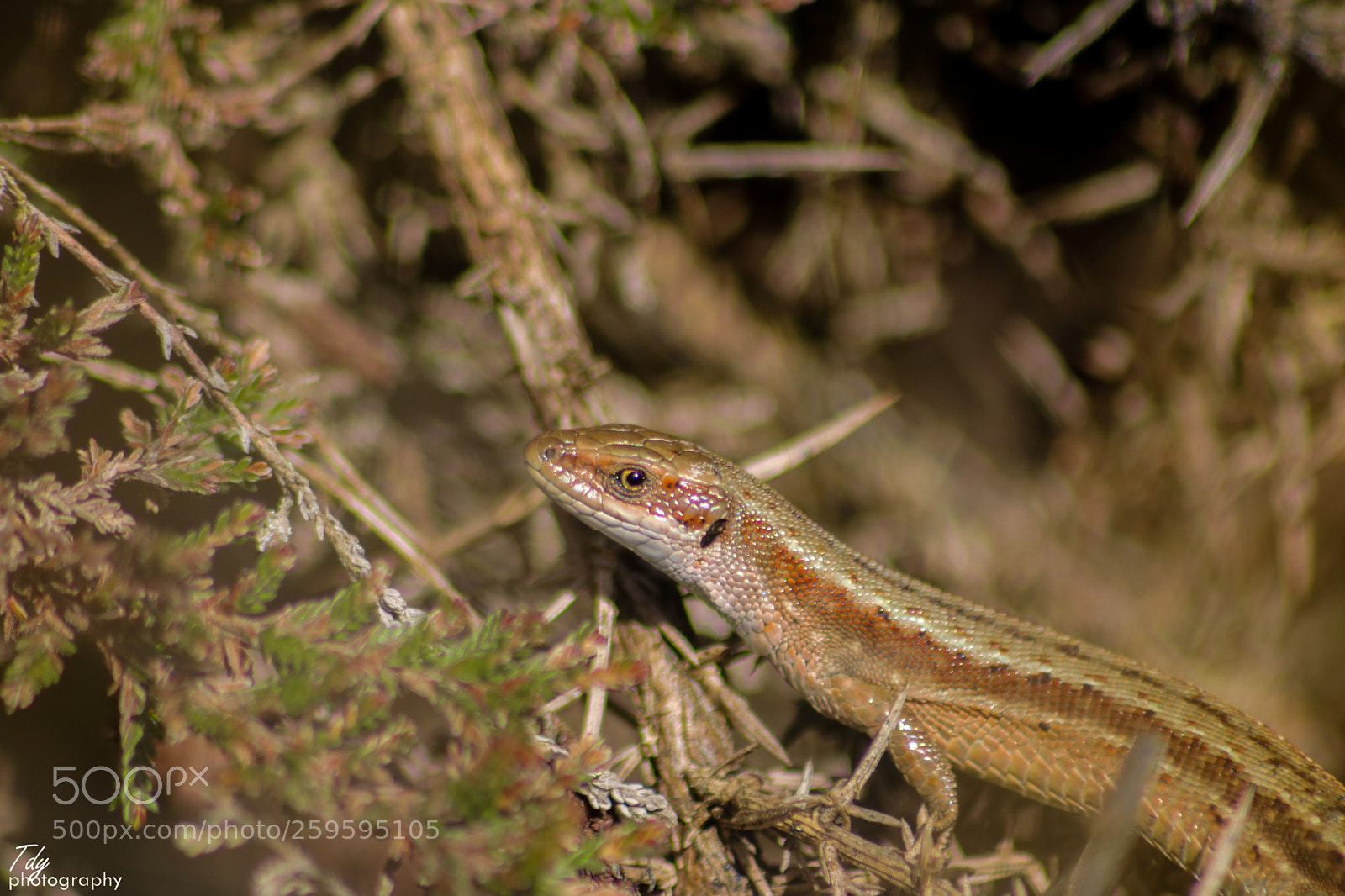 Canon EOS 750D (EOS Rebel T6i / EOS Kiss X8i) sample photo. Zootoca vivipara photography