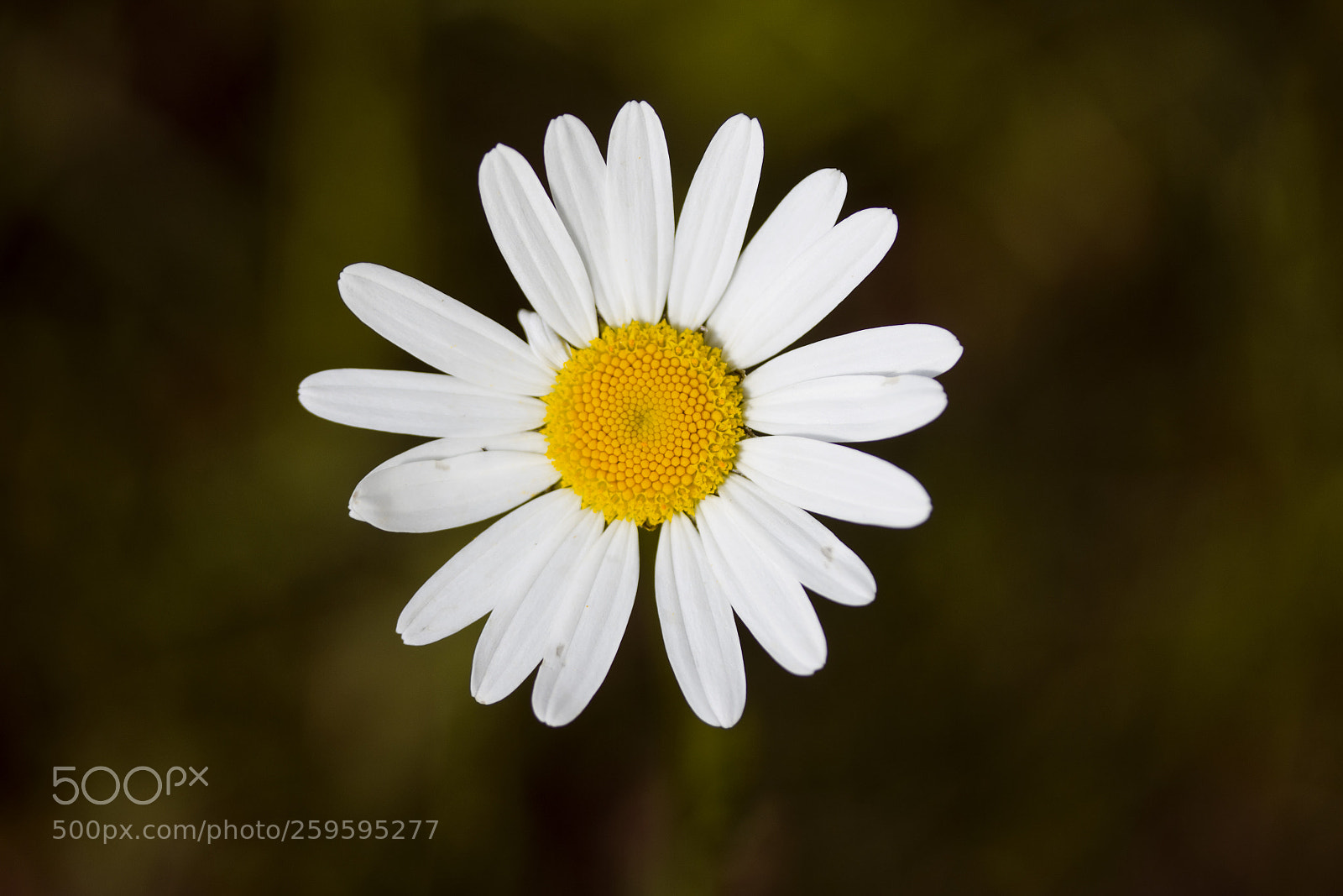 Canon EOS 60D sample photo. Magerwiesen-margerite (leucanthemum vulgare) photography