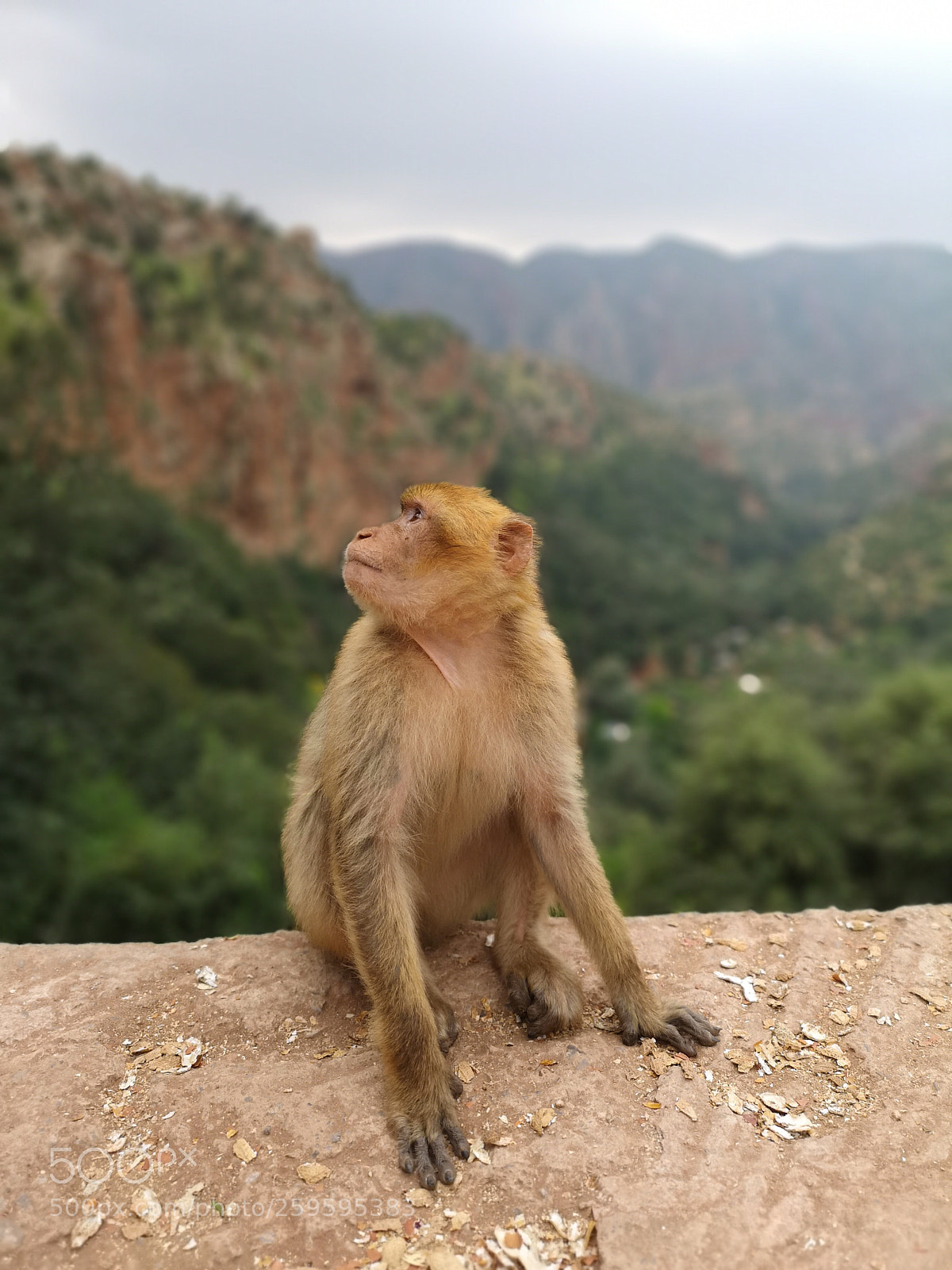 HUAWEI CLT-L29 sample photo. Monkey photography