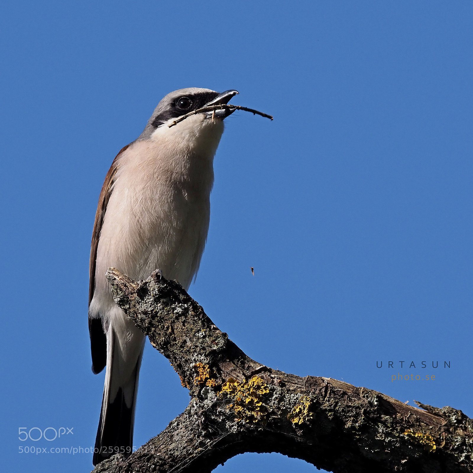 Olympus OM-D E-M1 Mark II sample photo. Shrike with gift photography