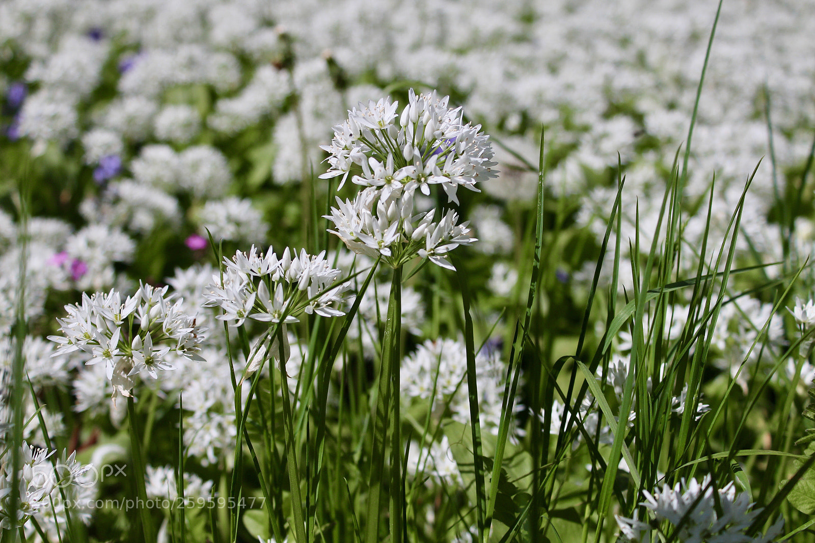 Canon EOS 1300D (EOS Rebel T6 / EOS Kiss X80) sample photo. White flowers~ photography