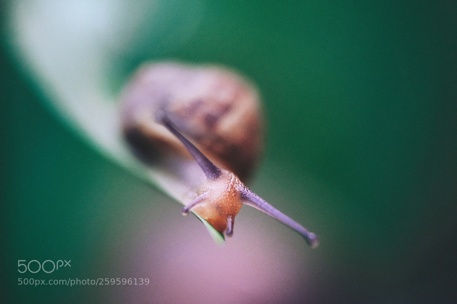 Fujifilm X-H1 sample photo. Snail_2 photography