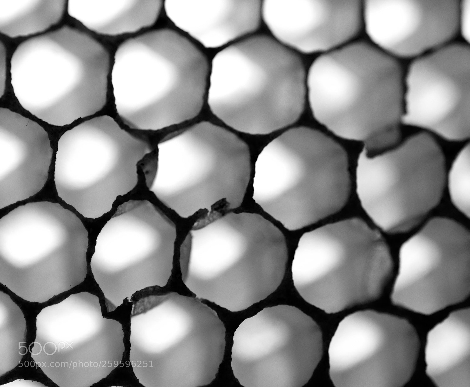 Pentax K-30 sample photo. Honeycomb
 photography