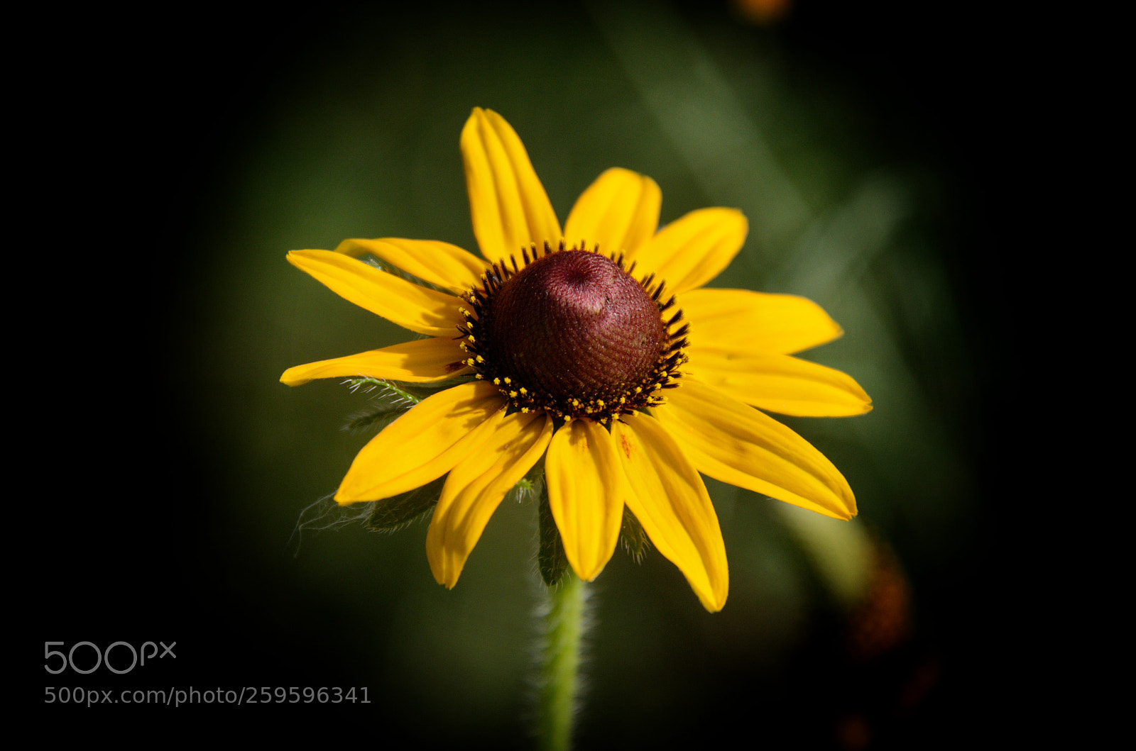 Nikon D5100 sample photo. Bright morning flower telemacro photography