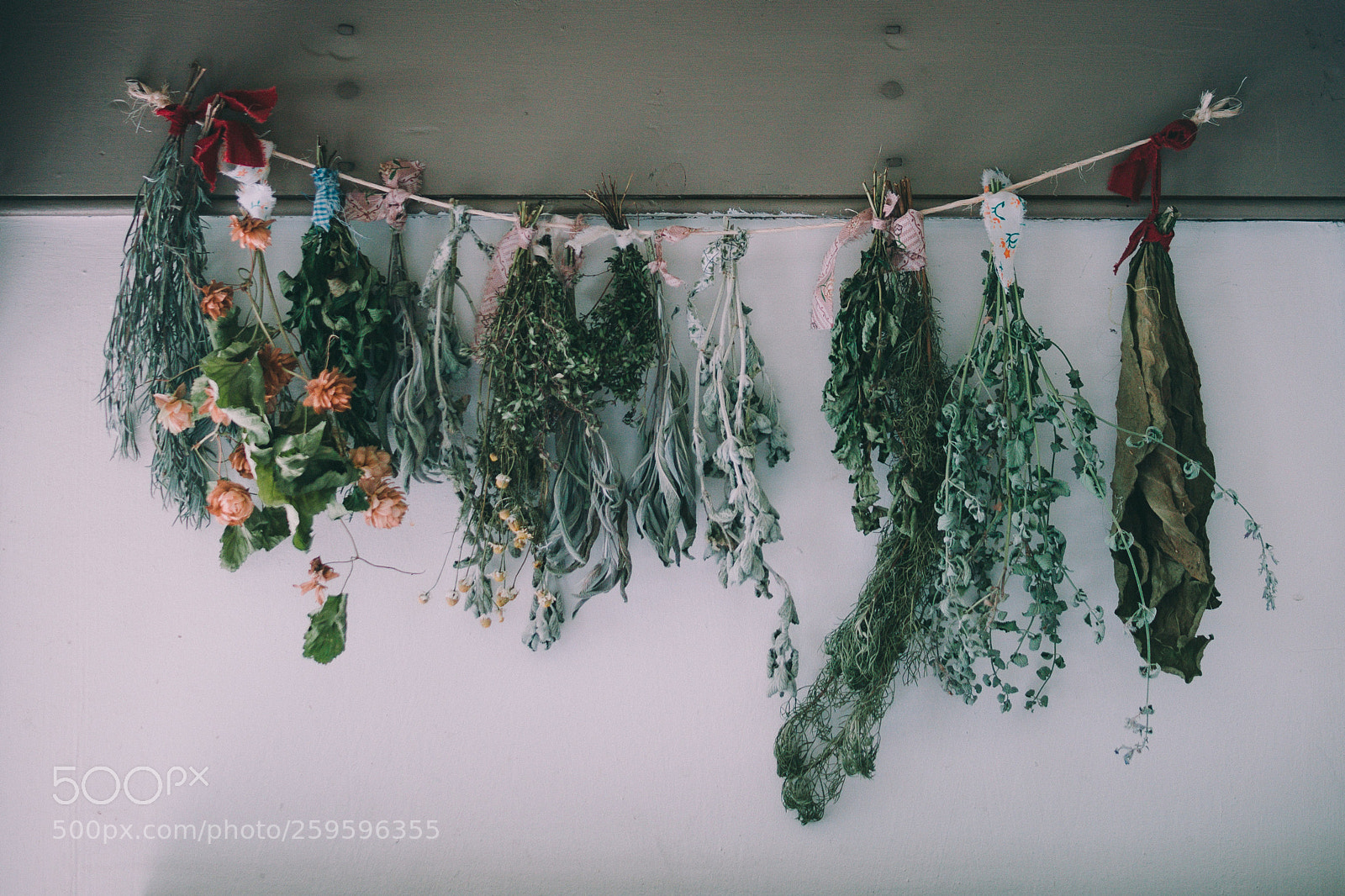 Olympus OM-D E-M5 sample photo. Dried flower... photography