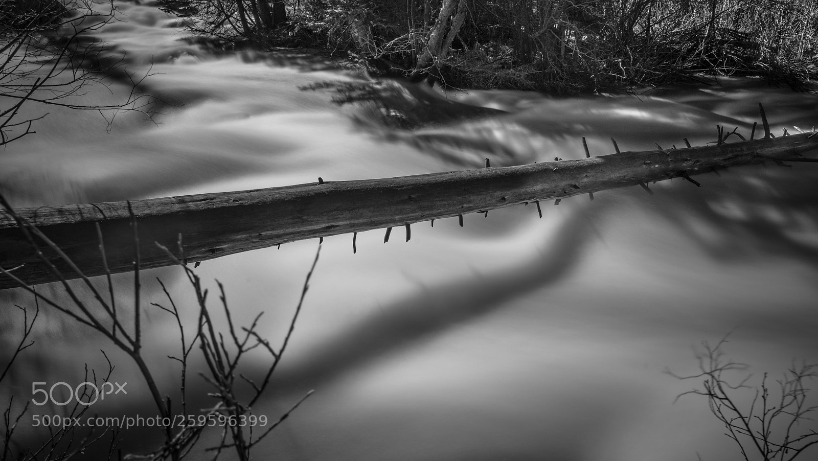 Sony a7R II sample photo. Tree over stream photography