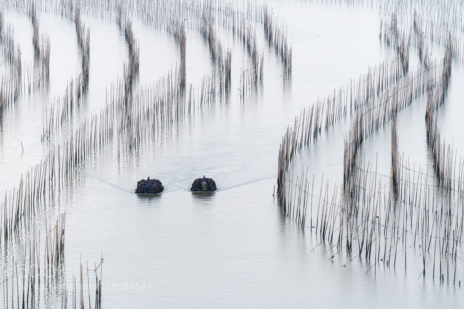 Nikon D850 sample photo. Kelp farmers, xiapu, china photography