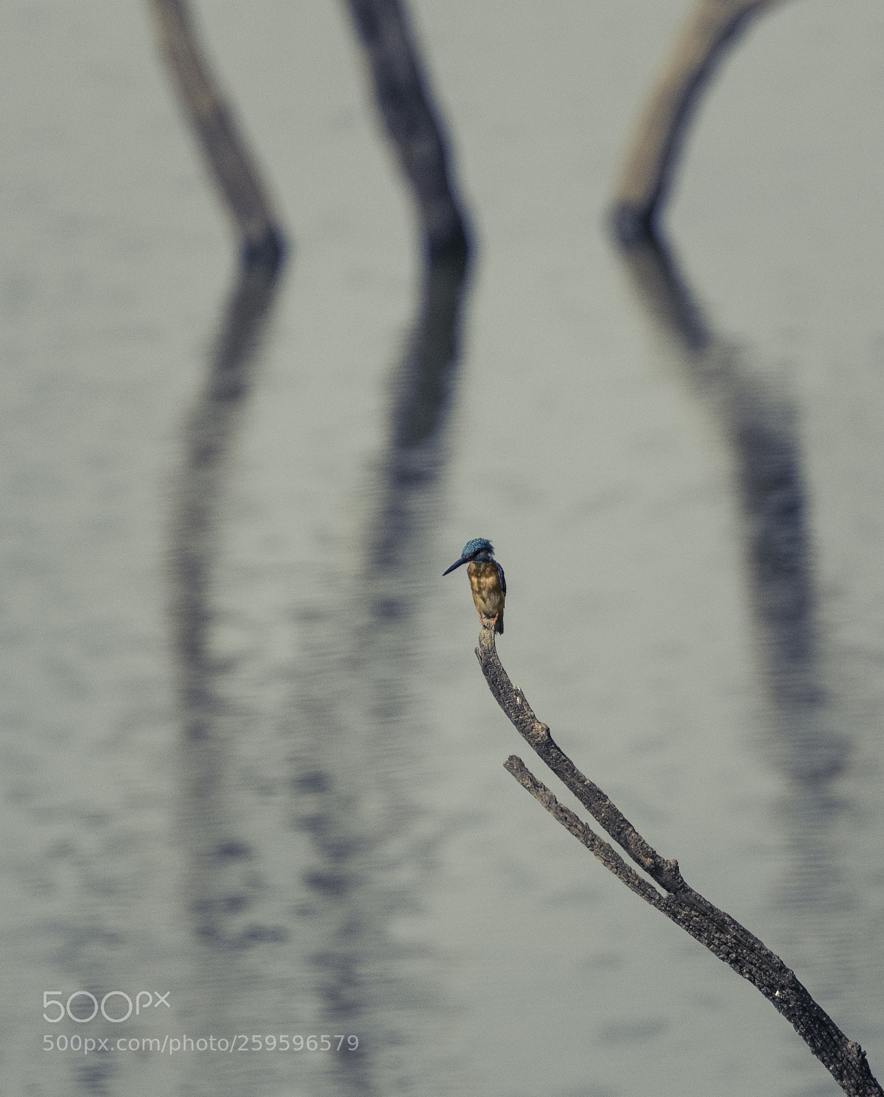 Nikon D500 sample photo. Kingfisher in habitat photography