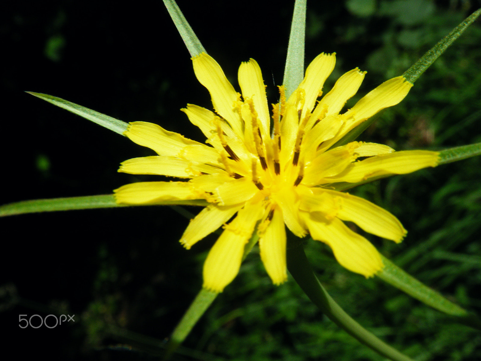 Fujifilm FinePix Z30 sample photo. Salsify photography