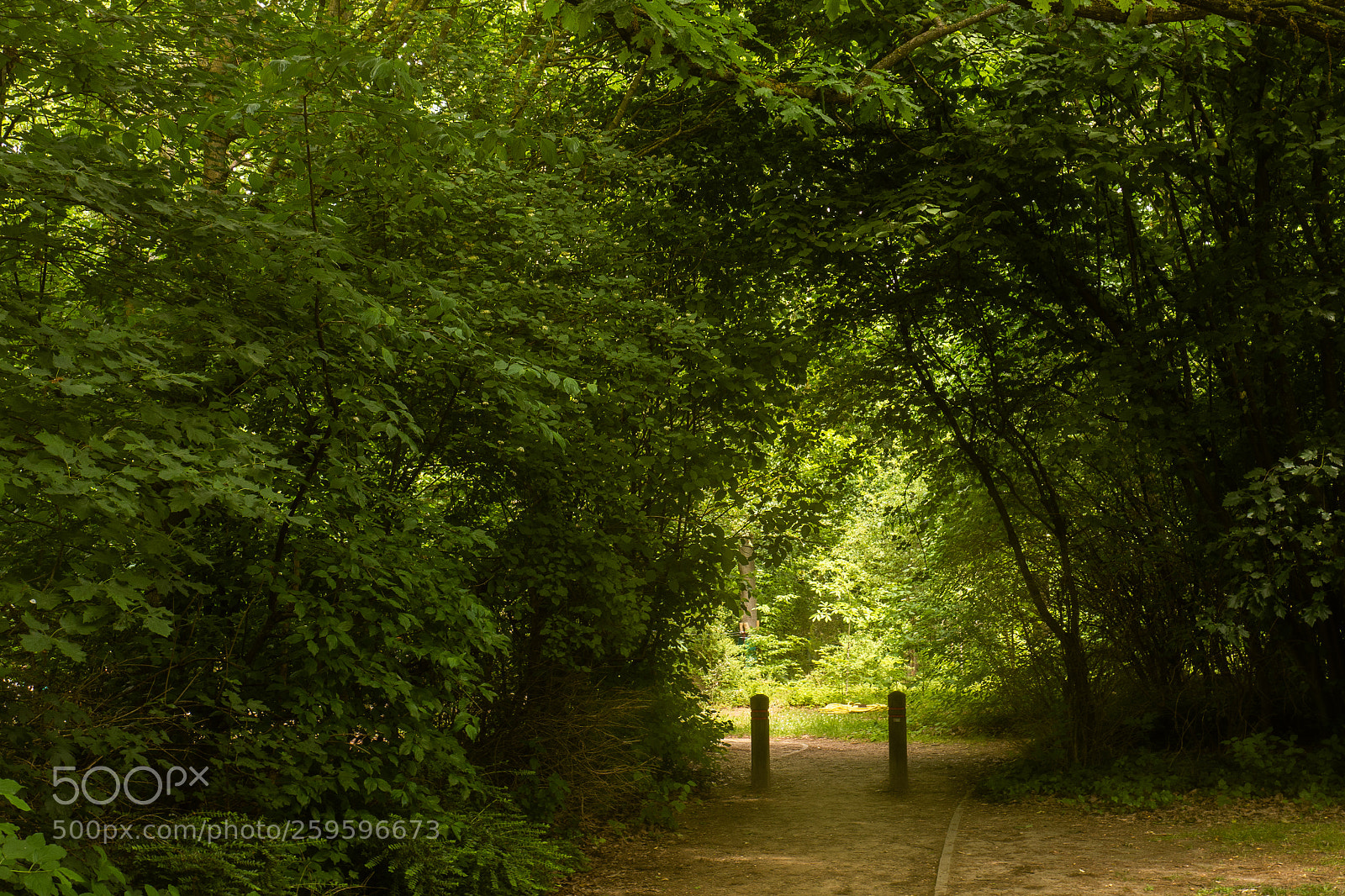 Olympus OM-D E-M10 II sample photo. Doors made by nature photography