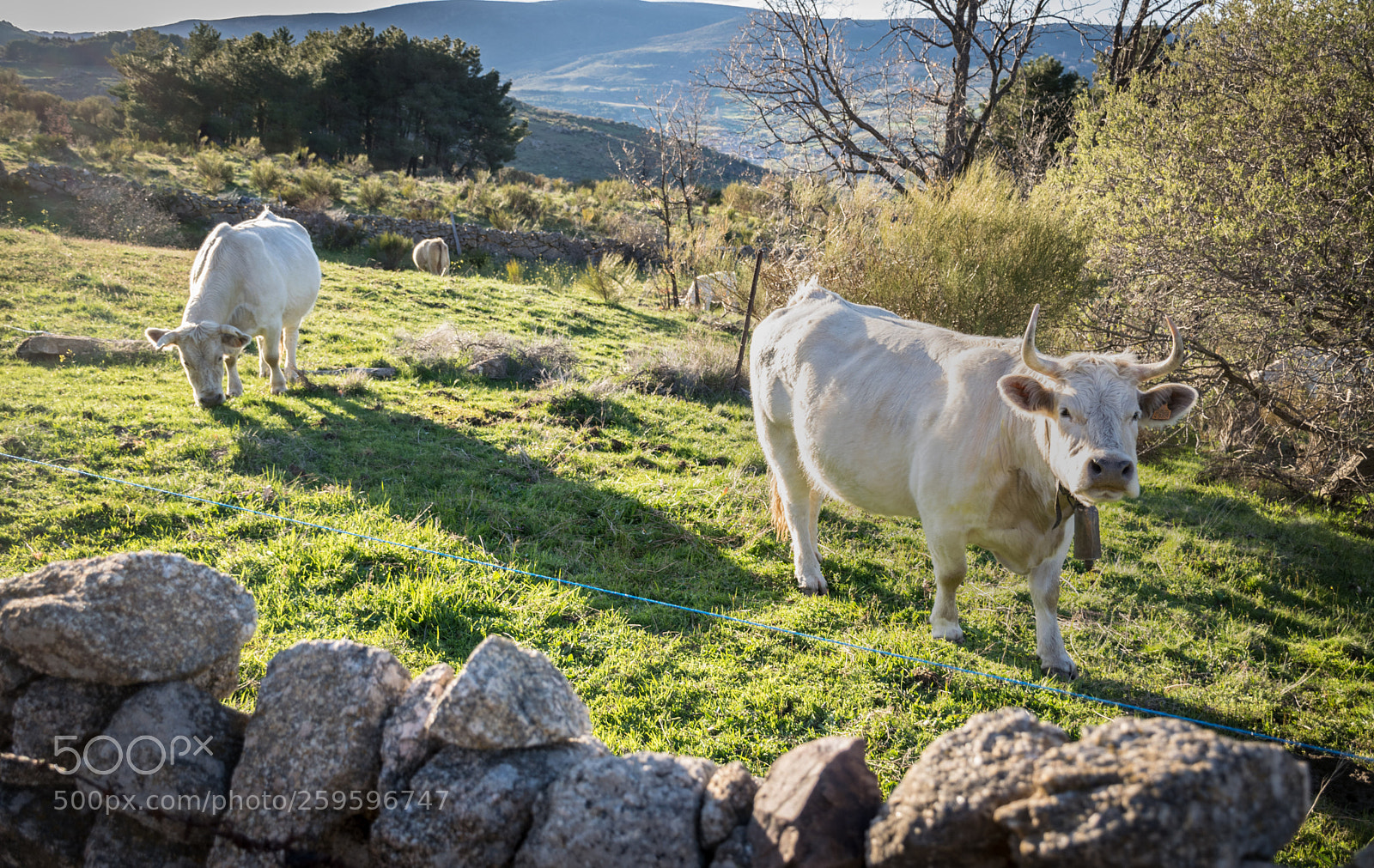 Nikon D5300 sample photo. Cows photography