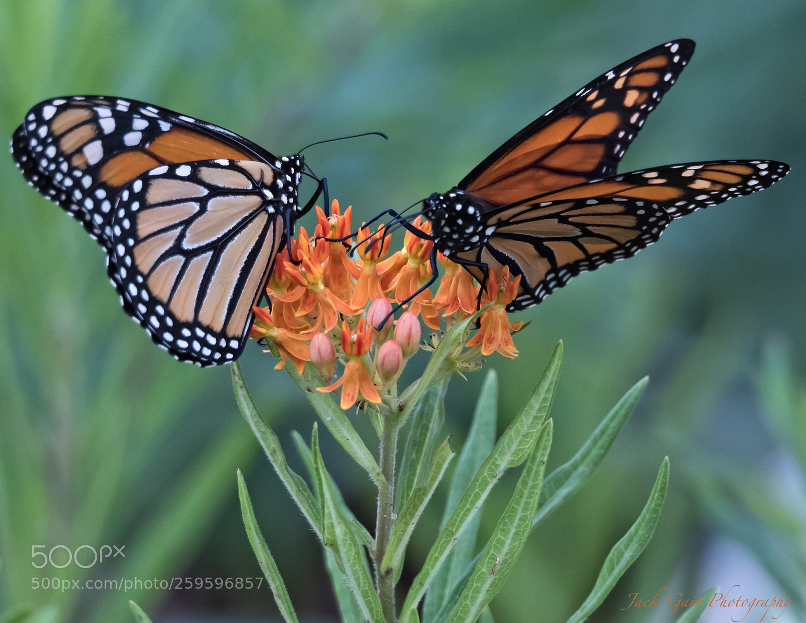 Canon EOS-1D X Mark II sample photo. Monarch butterflies feeding photography