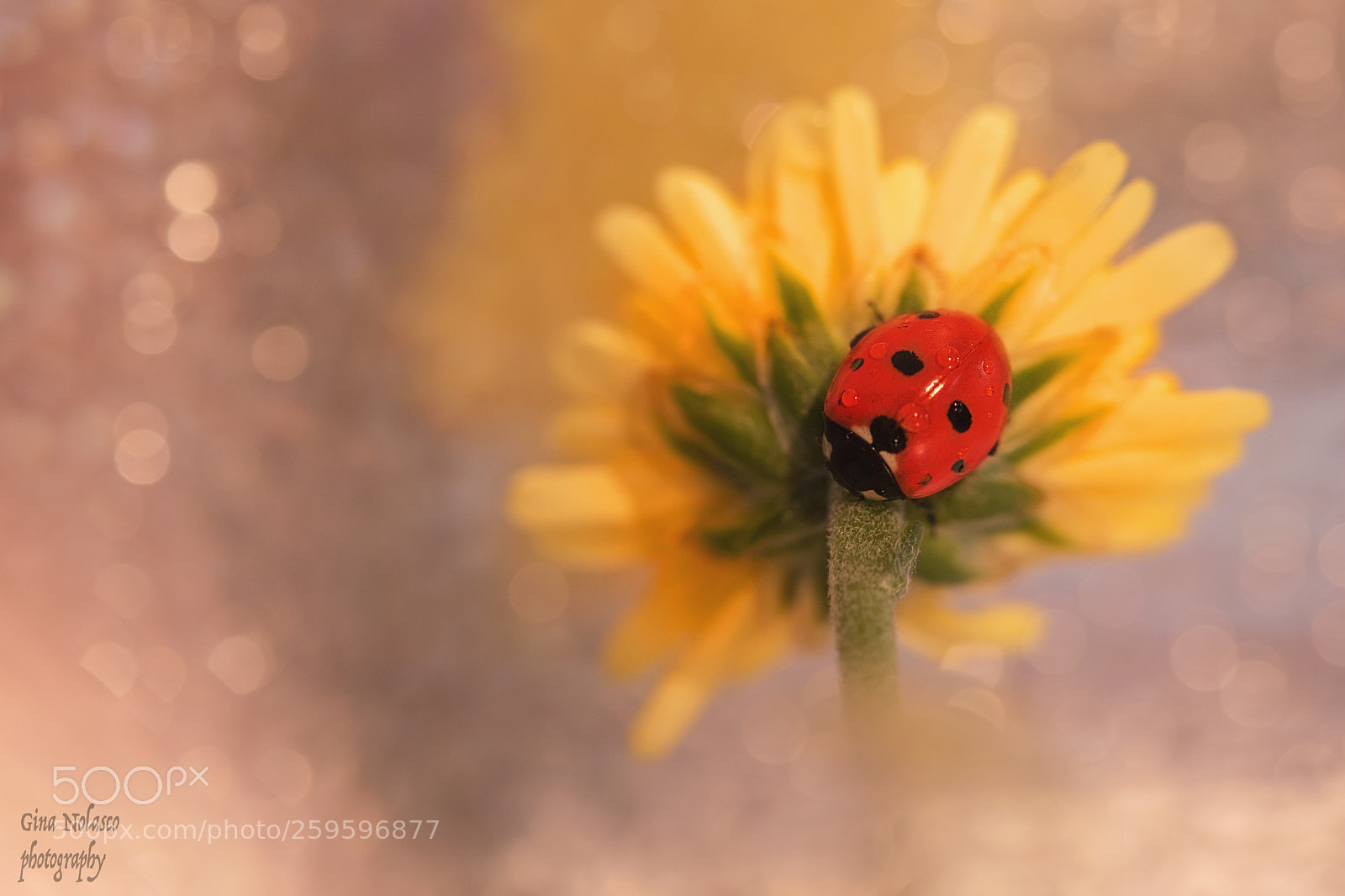 Nikon D5500 sample photo. Ladybug and bokeh photography
