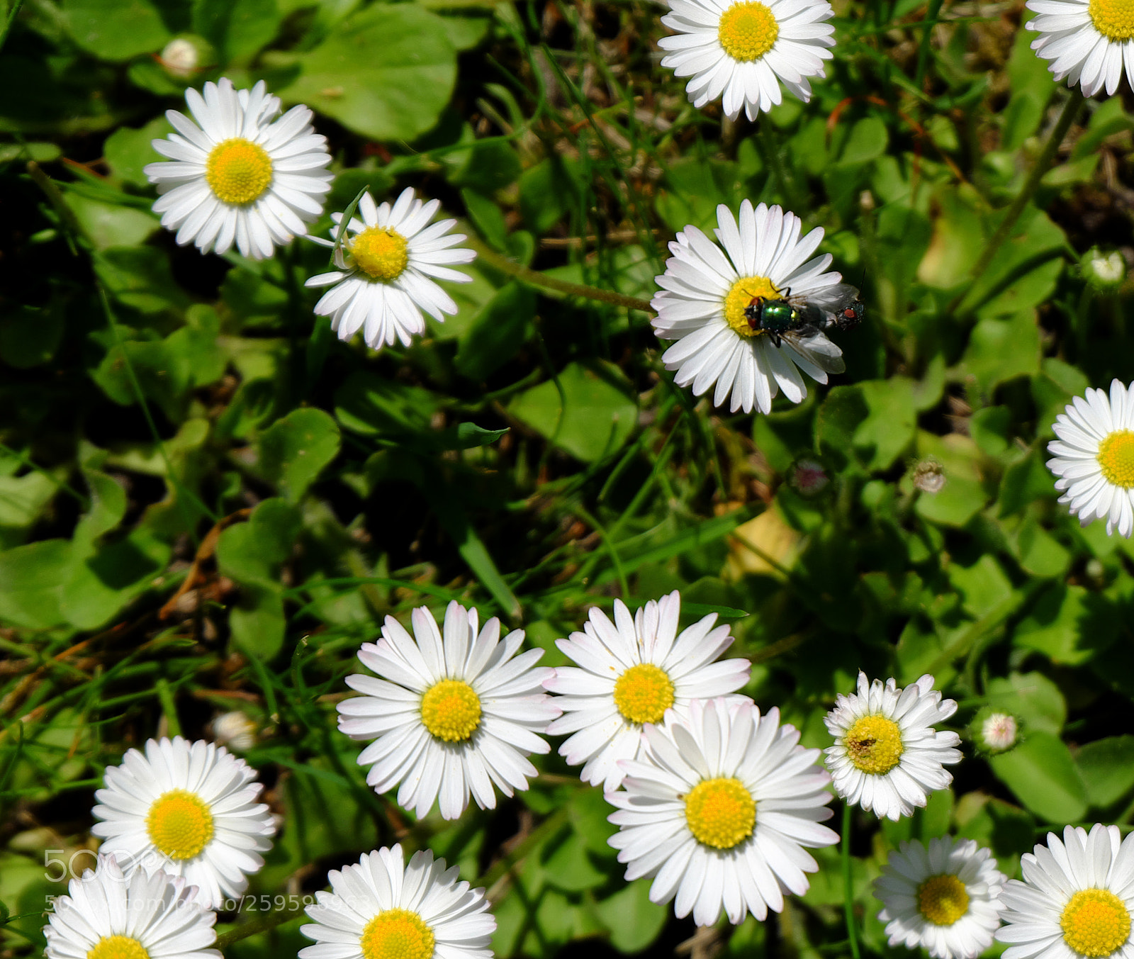 Fujifilm X-M1 sample photo. Daisy and the fly photography