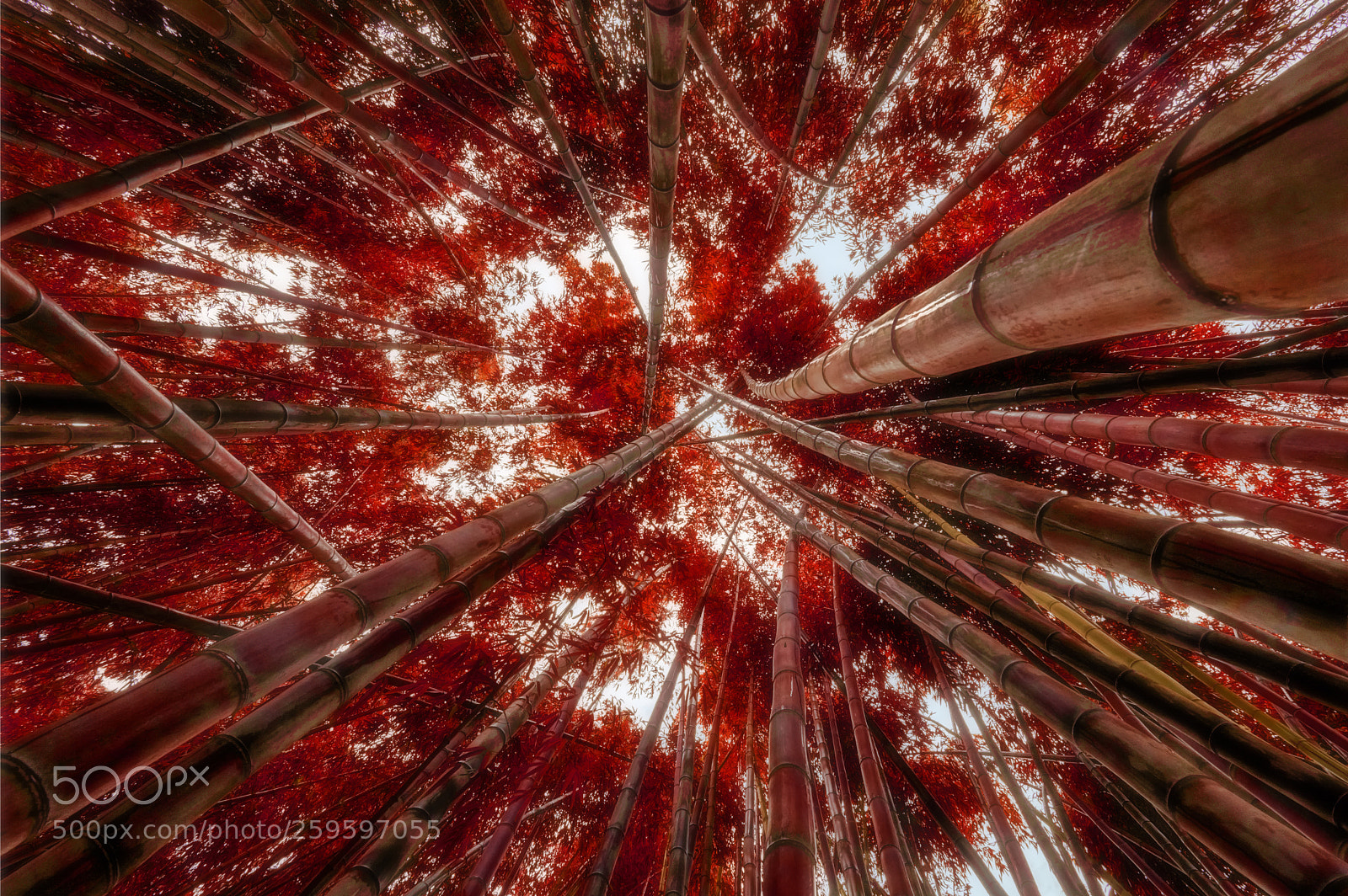 Nikon D610 sample photo. Red bamboo photography