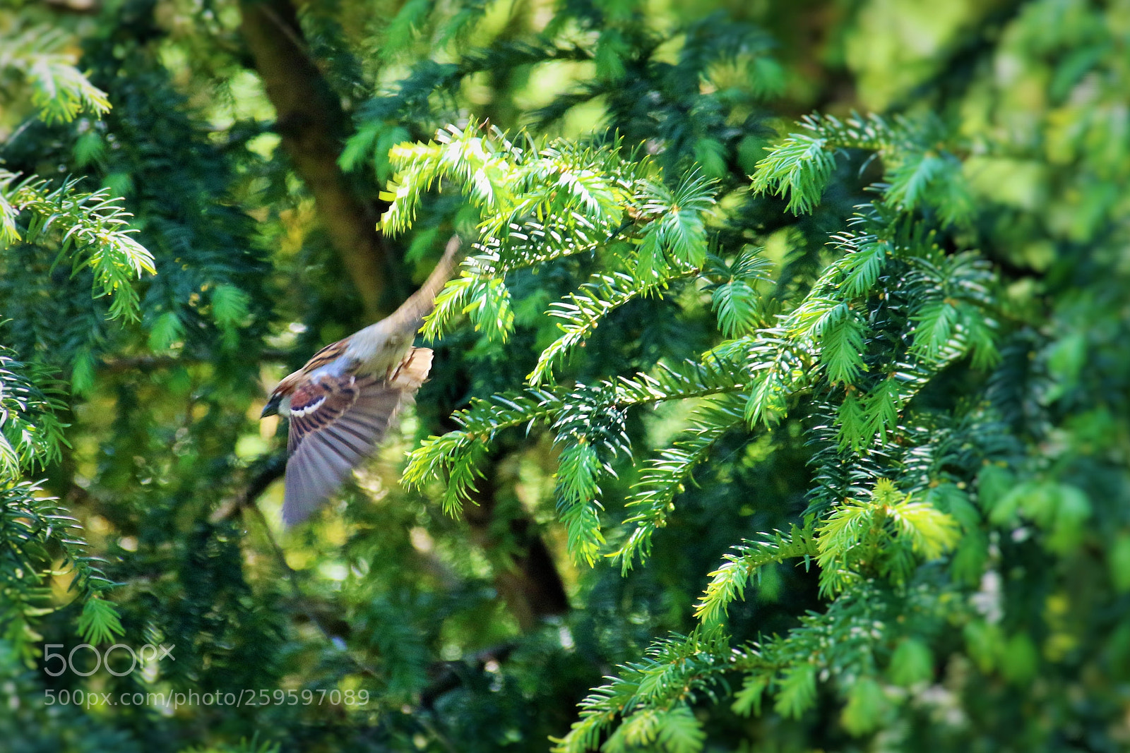 Canon EOS 7D Mark II sample photo. Let's fly () photography