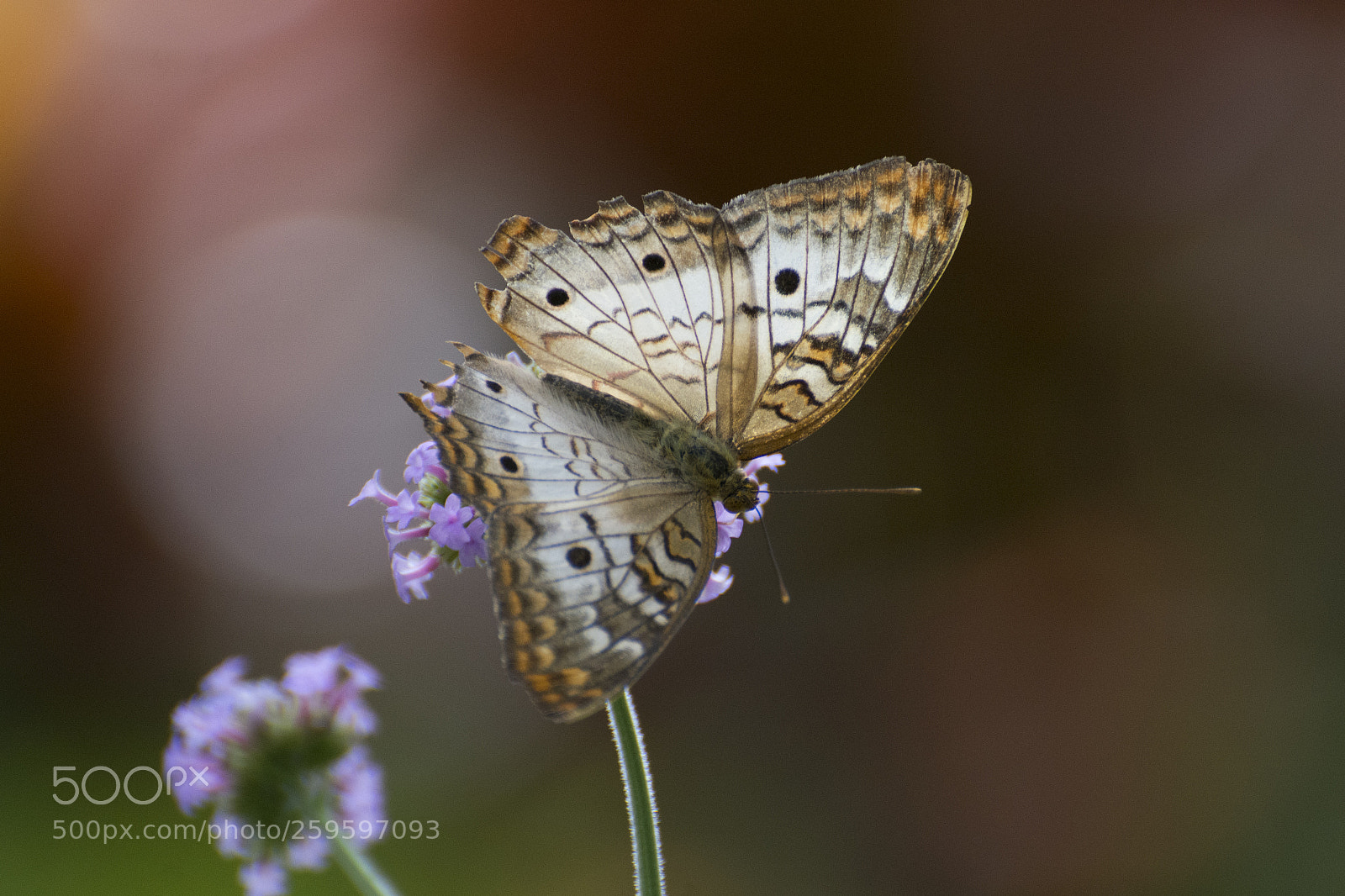 Nikon D7200 sample photo. Butterfly 2018-35 photography