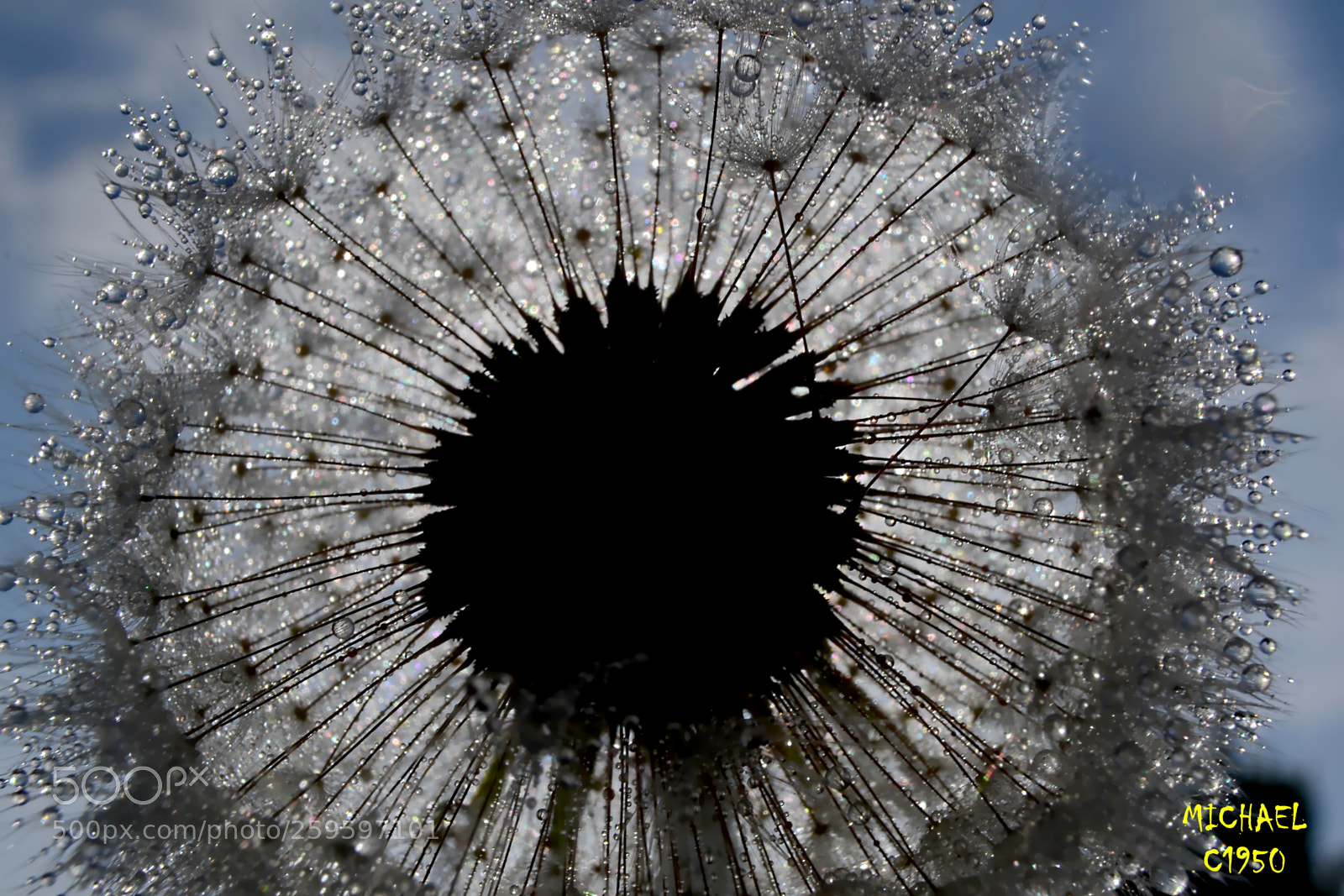 Nikon D3100 sample photo. Dewy dandelion photography