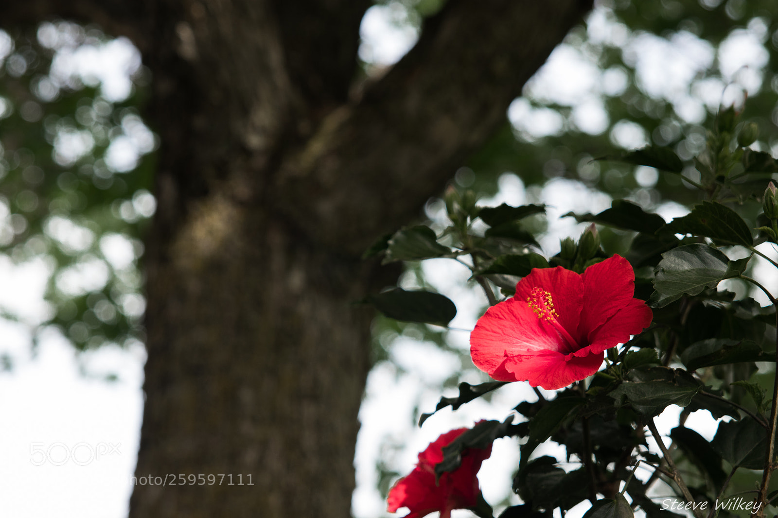 Canon EOS 80D sample photo. Flower photography