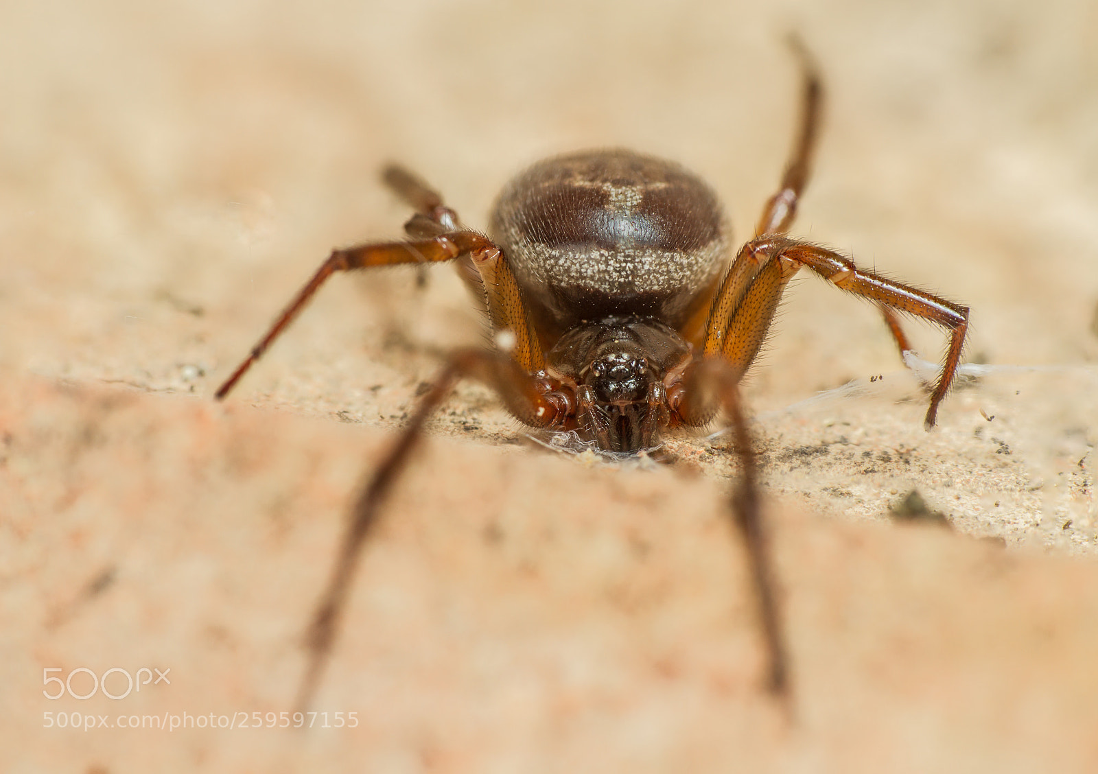 Canon EOS 7D sample photo. Steatoda nobilis - false photography