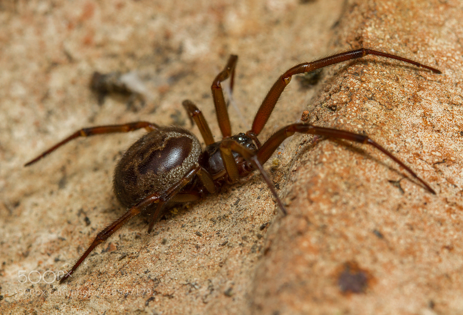 Canon EOS 7D sample photo. False widow - steatoda photography