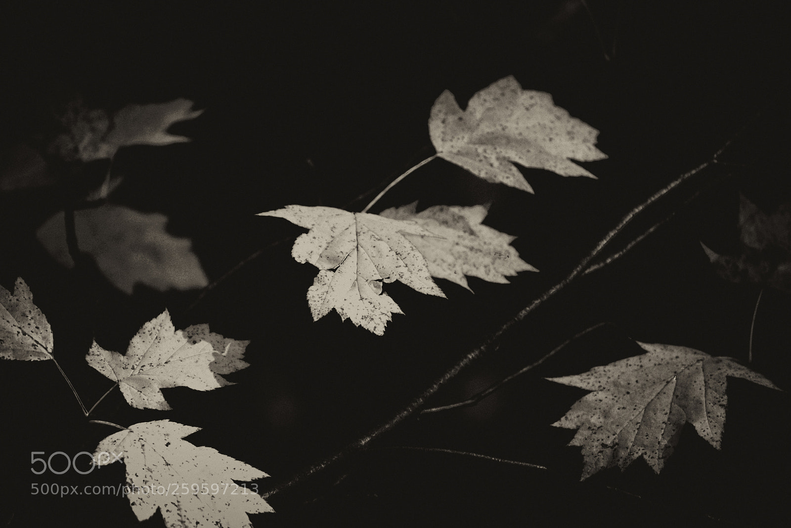 Nikon D750 sample photo. Simplicity photography