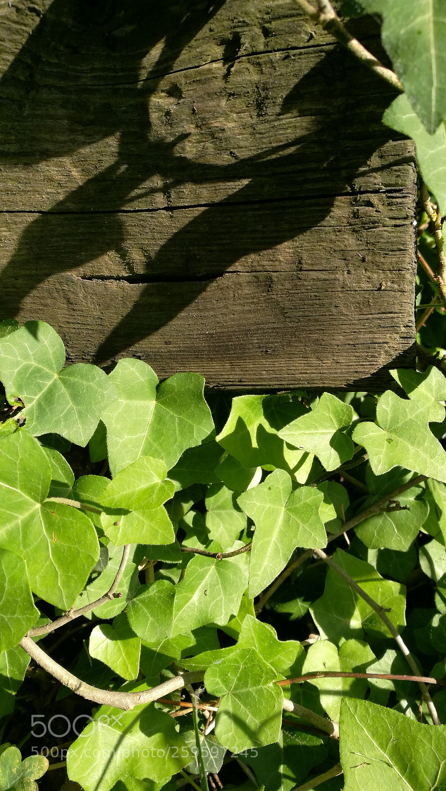 HUAWEI P9 sample photo. Garden scene photography