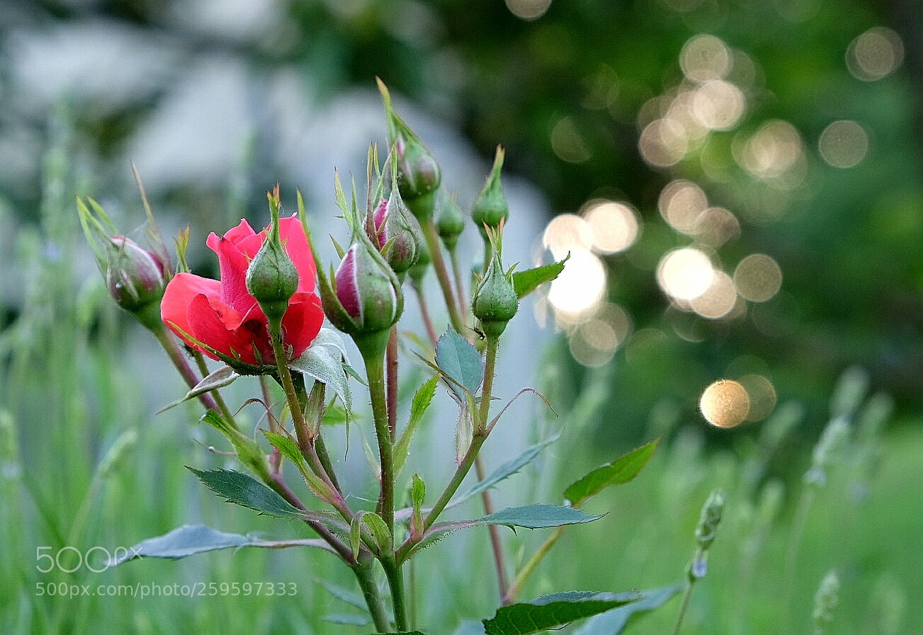 Fujifilm X-T1 sample photo. Untitled photography