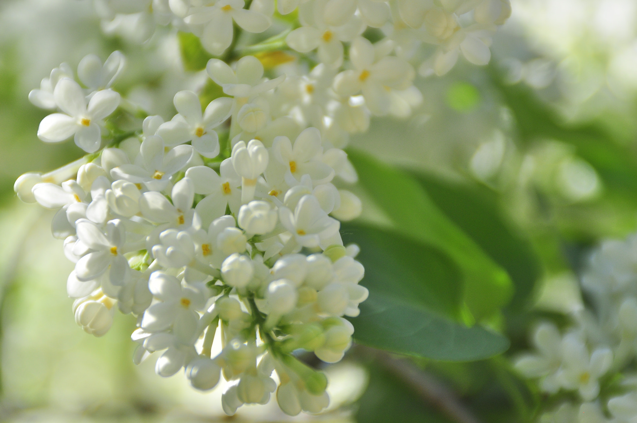 Nikon D5000 sample photo. Shades of white photography