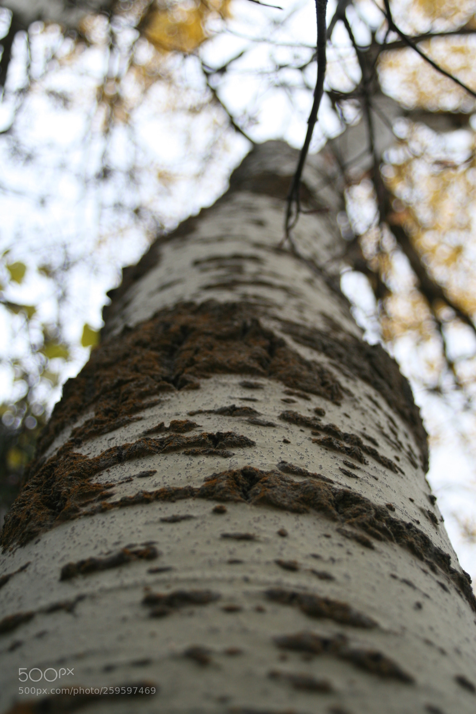 Canon EOS 30D sample photo. Tree bark photography