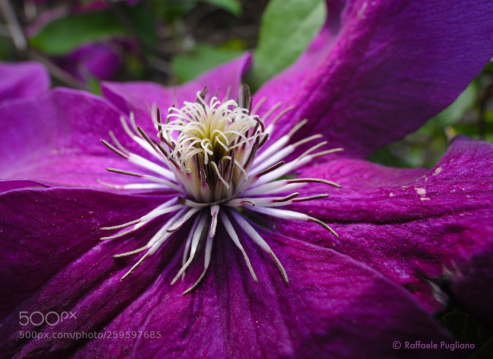 Nikon D3 sample photo. Flower photography