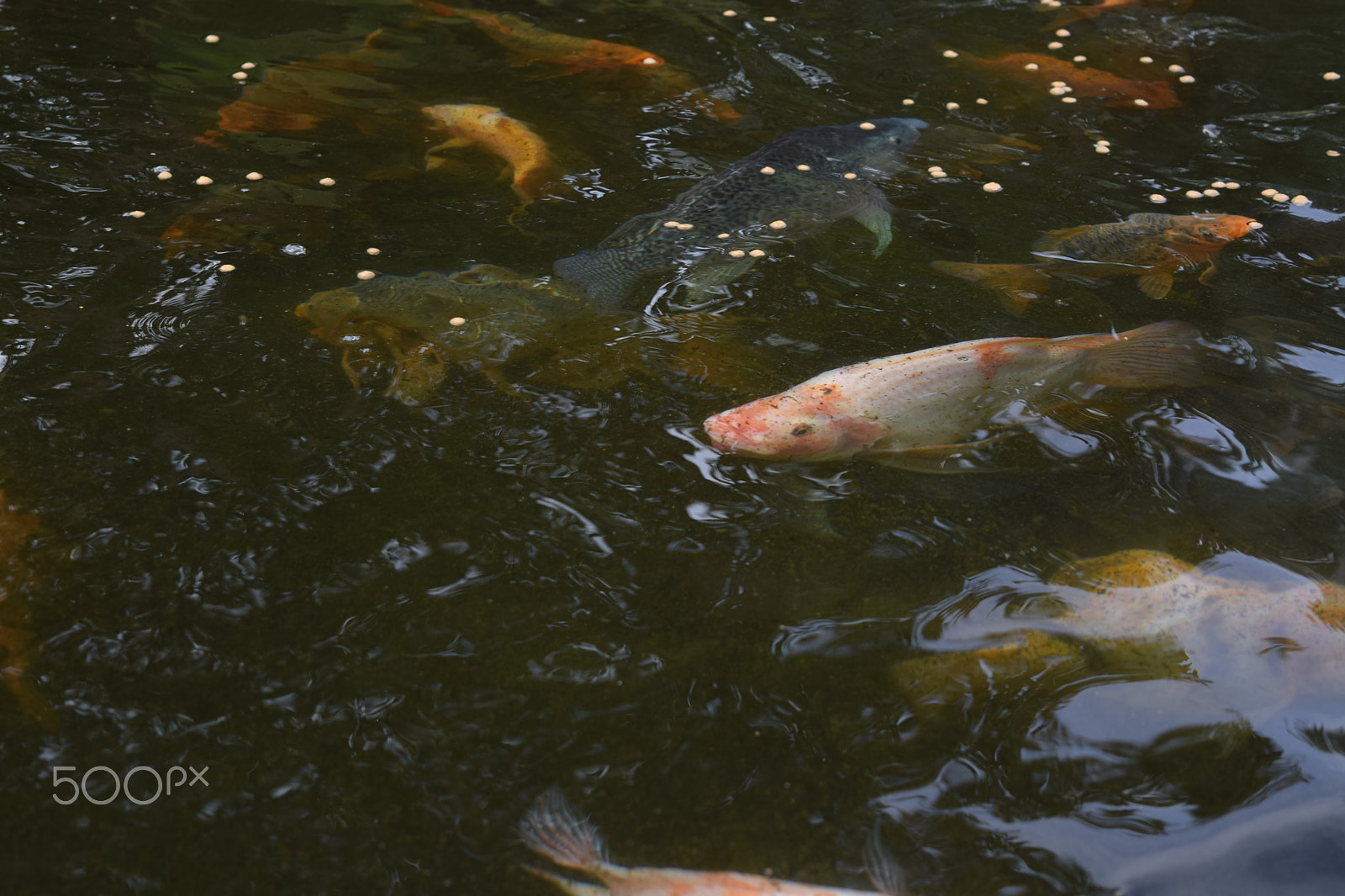 Nikon D5300 sample photo. Mojarra photography