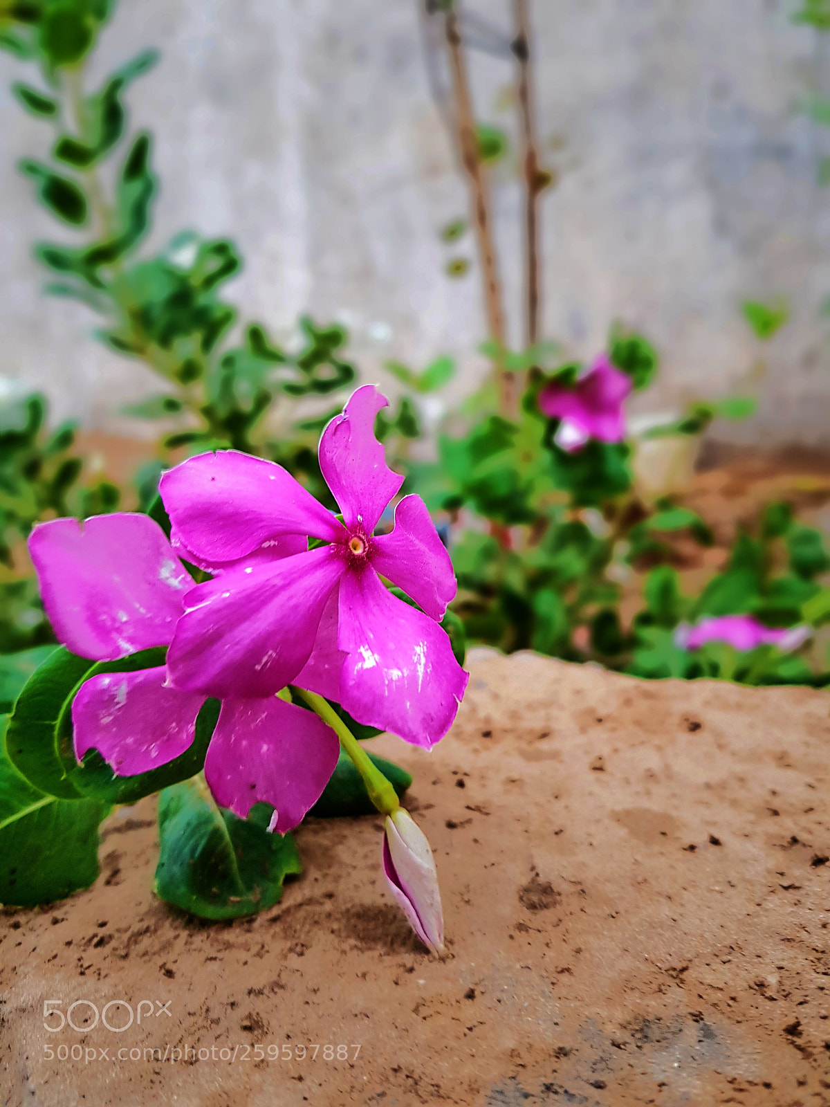 Samsung Galaxy S8+ sample photo. Untitled photography