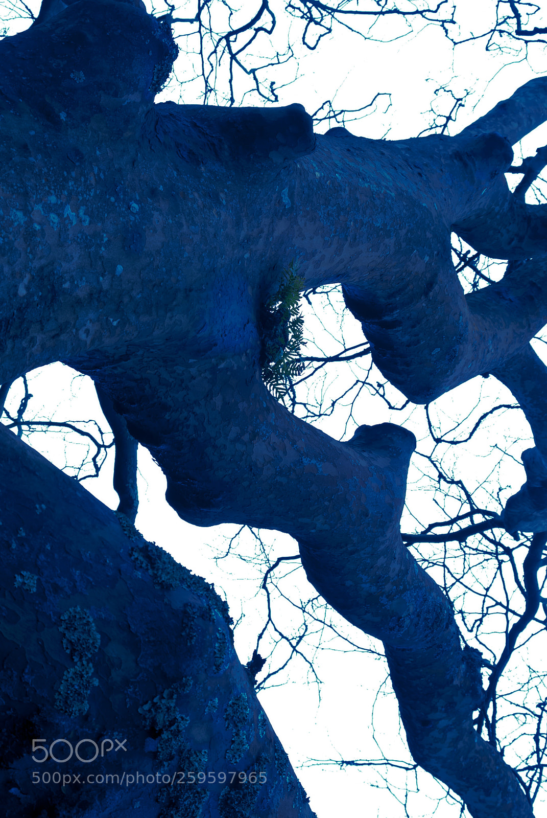 Nikon D200 sample photo. Tearing the sky apart () photography