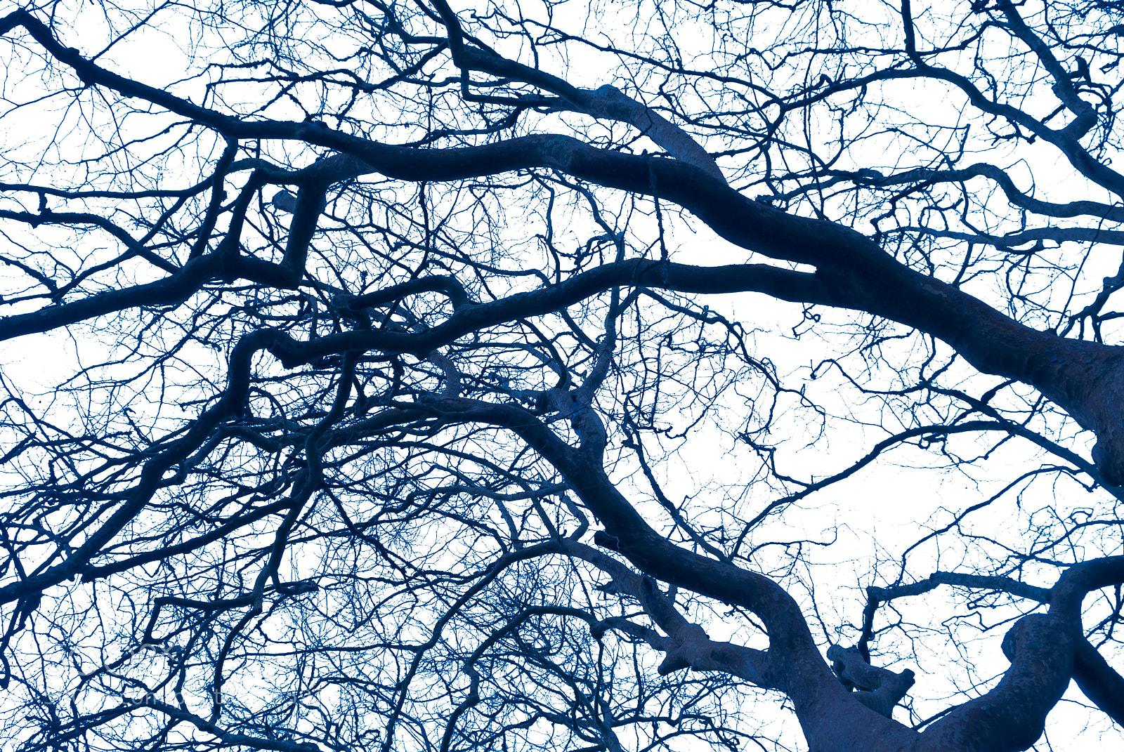 Nikon D200 sample photo. Tearing the sky apart () photography