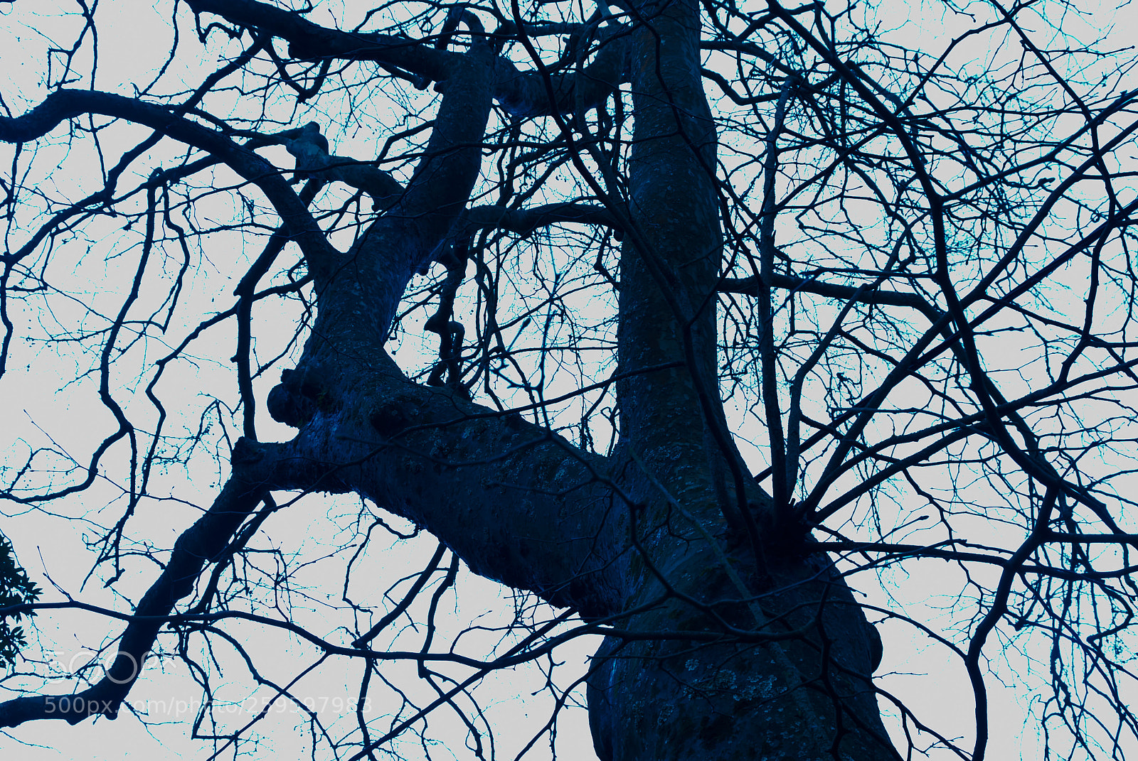 Nikon D200 sample photo. Tearing the sky apart () photography