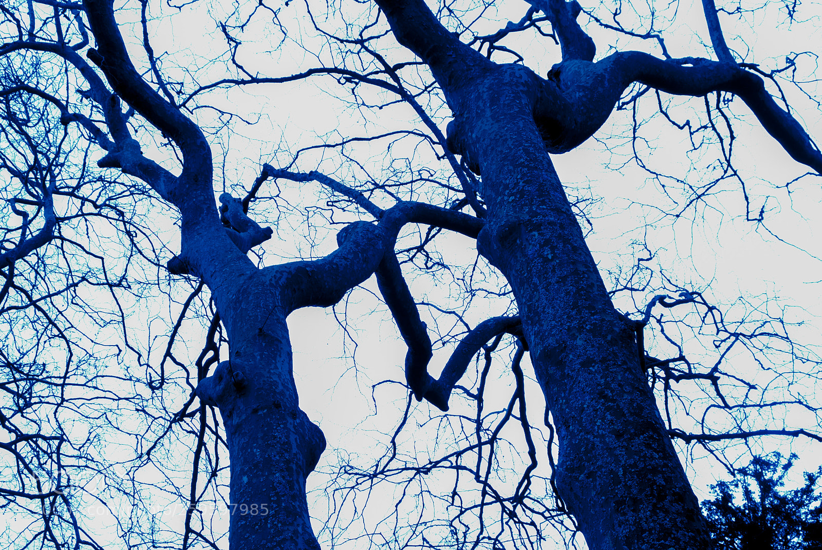 Nikon D200 sample photo. Tearing the sky apart () photography