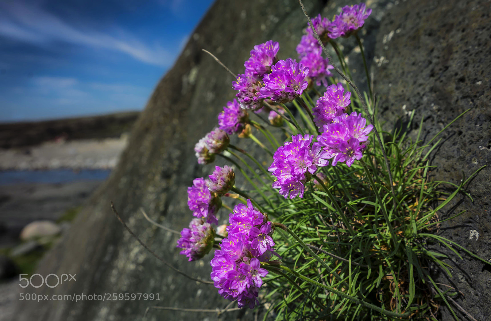 Sony a7 II sample photo. Purple pop photography