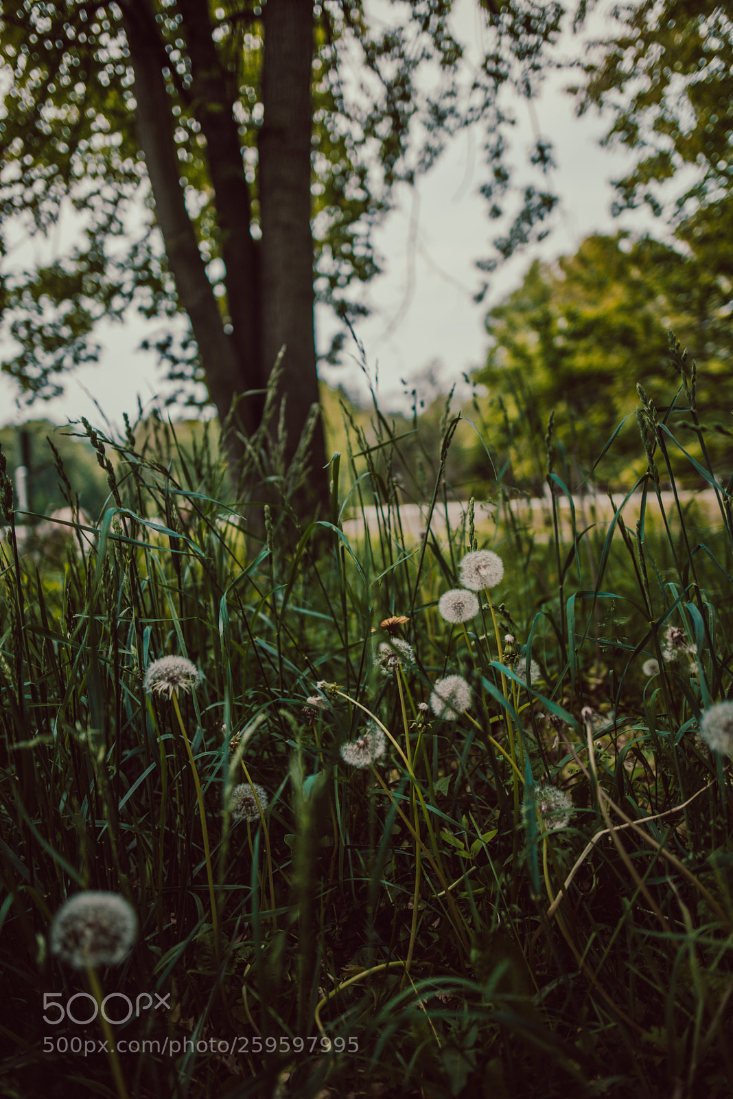 Nikon D750 sample photo. Saturdaze photography