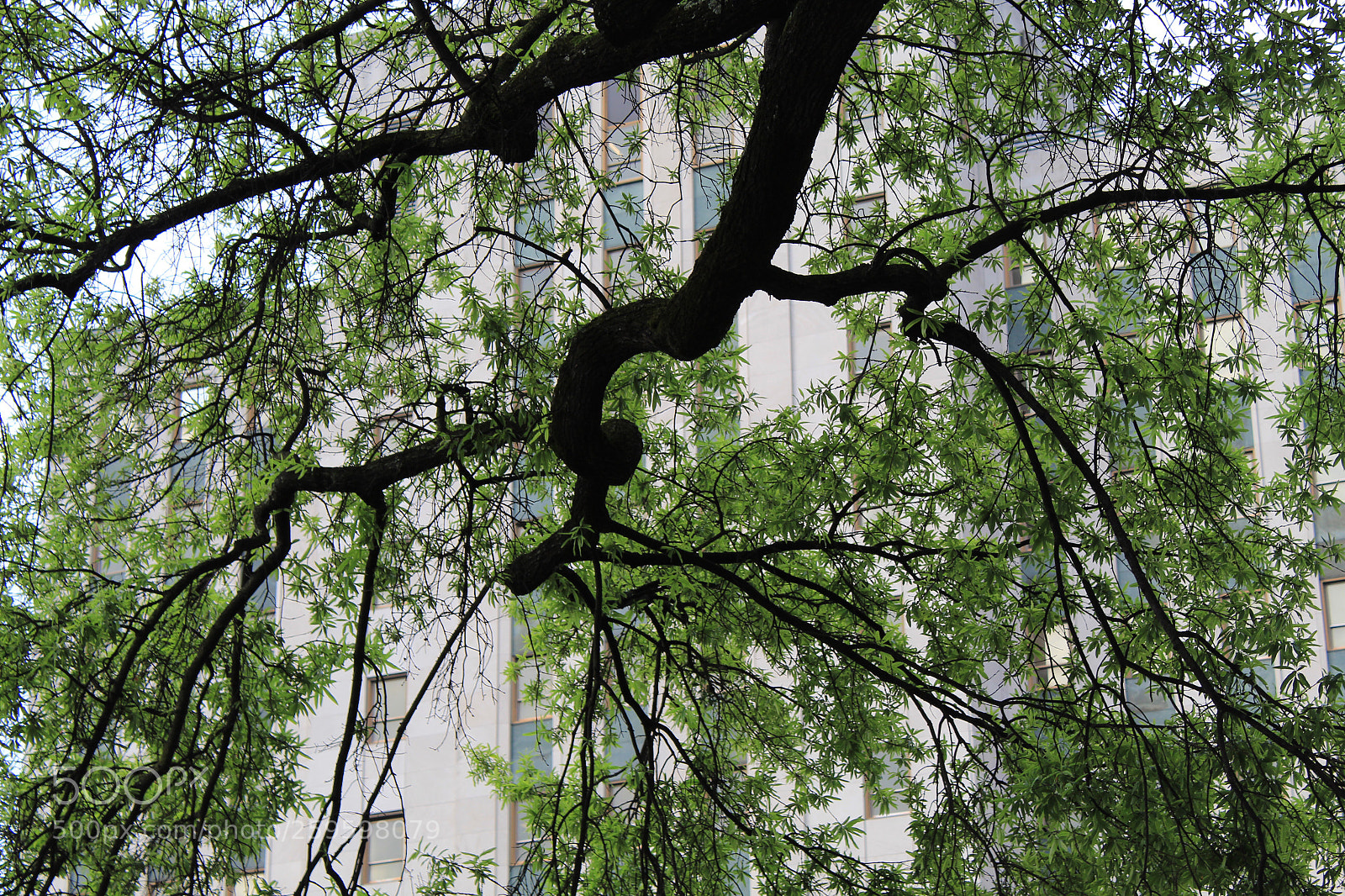 Canon EOS 1300D (EOS Rebel T6 / EOS Kiss X80) sample photo. Looking thru the trees photography